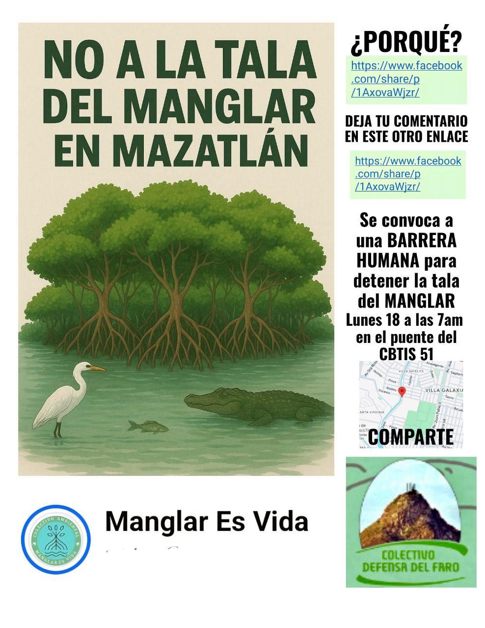 $!Convocan a detener la tala de mangle este lunes en Mazatlán