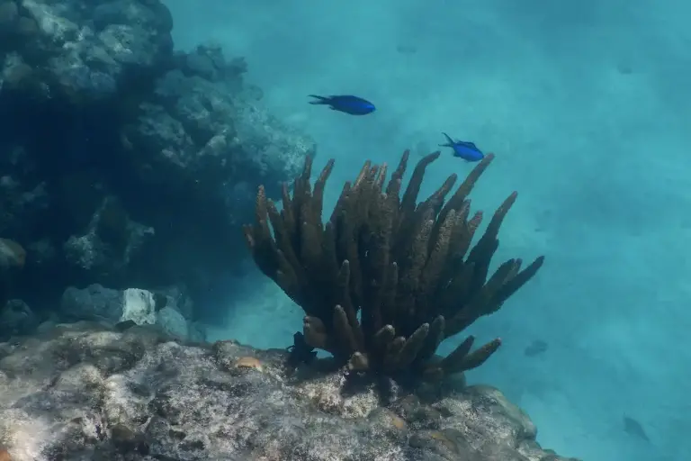 Radares contra la pesca ilegal: cómo funciona la alianza entre tecnología y comunidad para proteger la biodiversidad en Baja California Sur