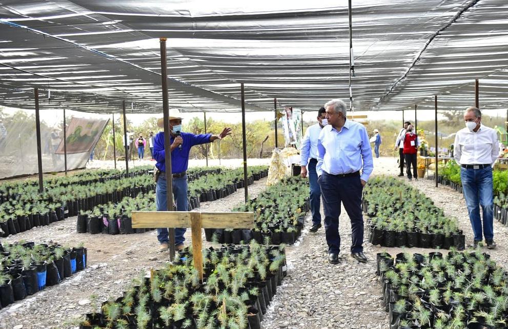 $!Sembrando Vida, uno de los programas prioritarios de AMLO, no contribuye a la sustitución de cultivos ilegales