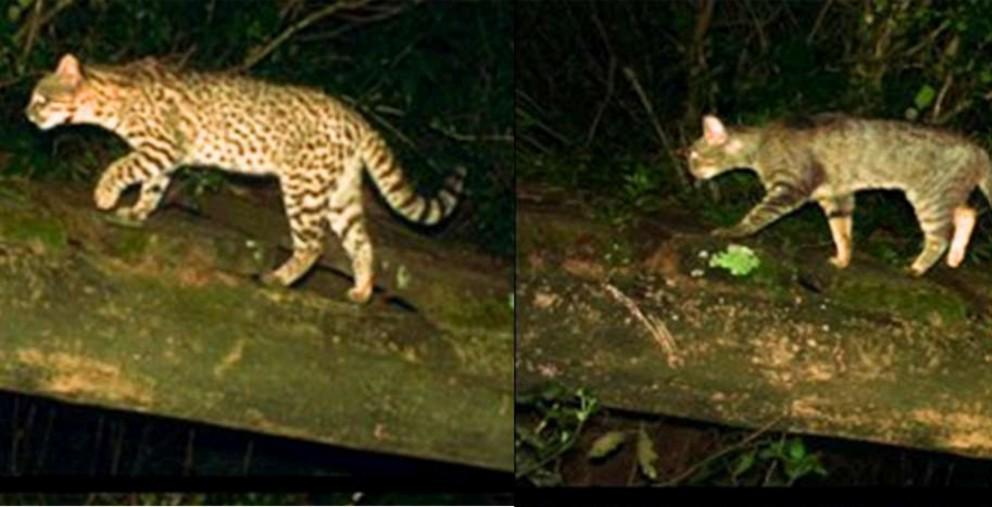 $!Registros de cámaras trampa del Proyecto Felinos do Pampa muestran que gatos silvestres y domésticos circulan por el mismo camino, lo que aumenta el riesgo de transmisión de patógenos. A la izquierda, un gato montés (Leopardus geoffroyi) y a la derecha, un gato doméstico (Felis catus).