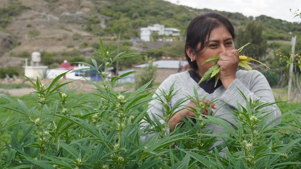 $!Las curanderas oaxaqueñas que cultivan cannabis