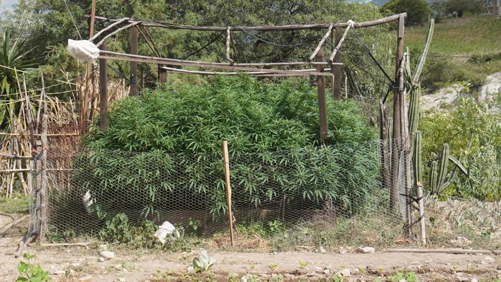 $!Las curanderas oaxaqueñas que cultivan cannabis