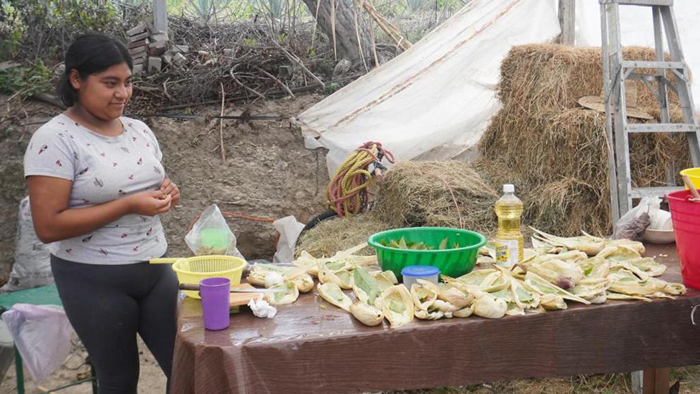 $!Las curanderas oaxaqueñas que cultivan cannabis