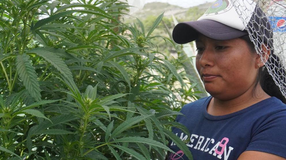 $!Las curanderas oaxaqueñas que cultivan cannabis