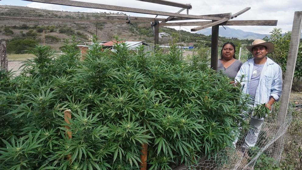$!Las curanderas oaxaqueñas que cultivan cannabis