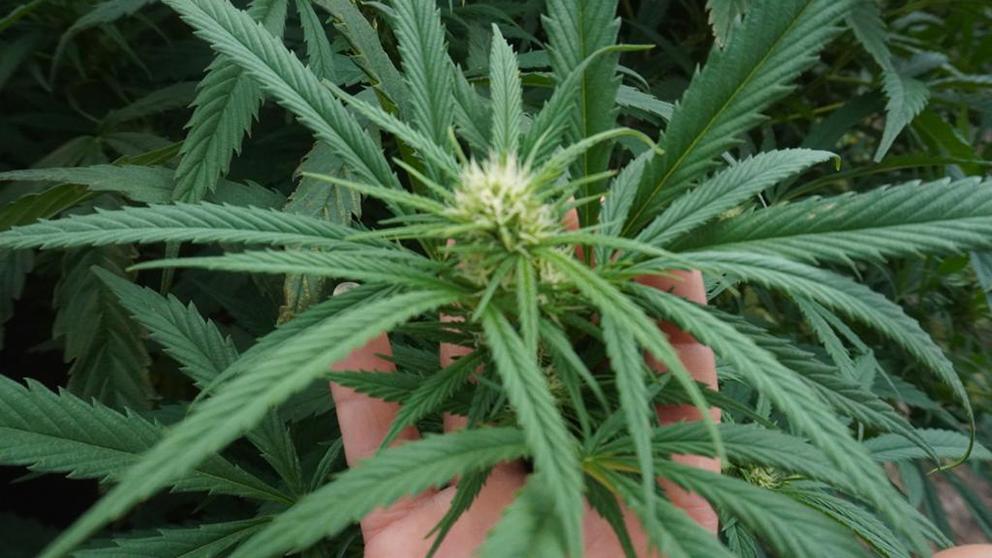 $!Las curanderas oaxaqueñas que cultivan cannabis