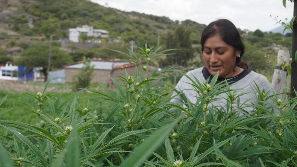 $!Las curanderas oaxaqueñas que cultivan cannabis