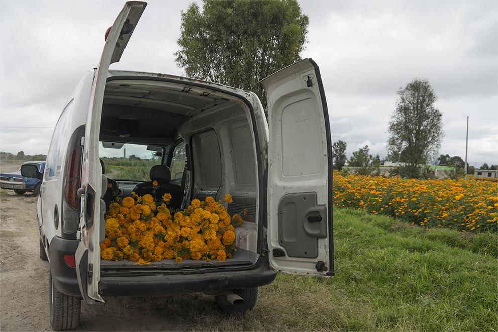 $!Las productoras tienen la esperanza de terminar toda su flor en los siguientes días. Personas llegan en camionetas a comprar flores.