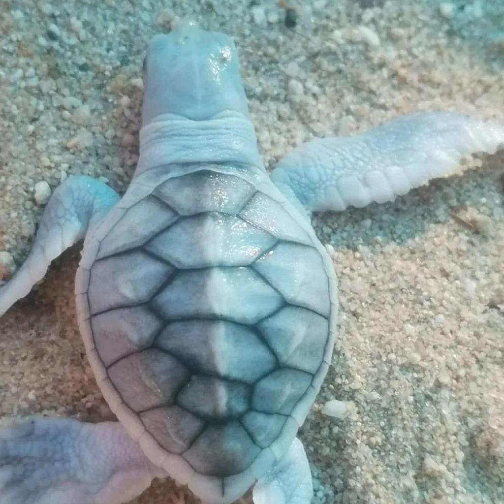 $!¿Qué es el leucismo y cómo afecta a las tortugas marinas?