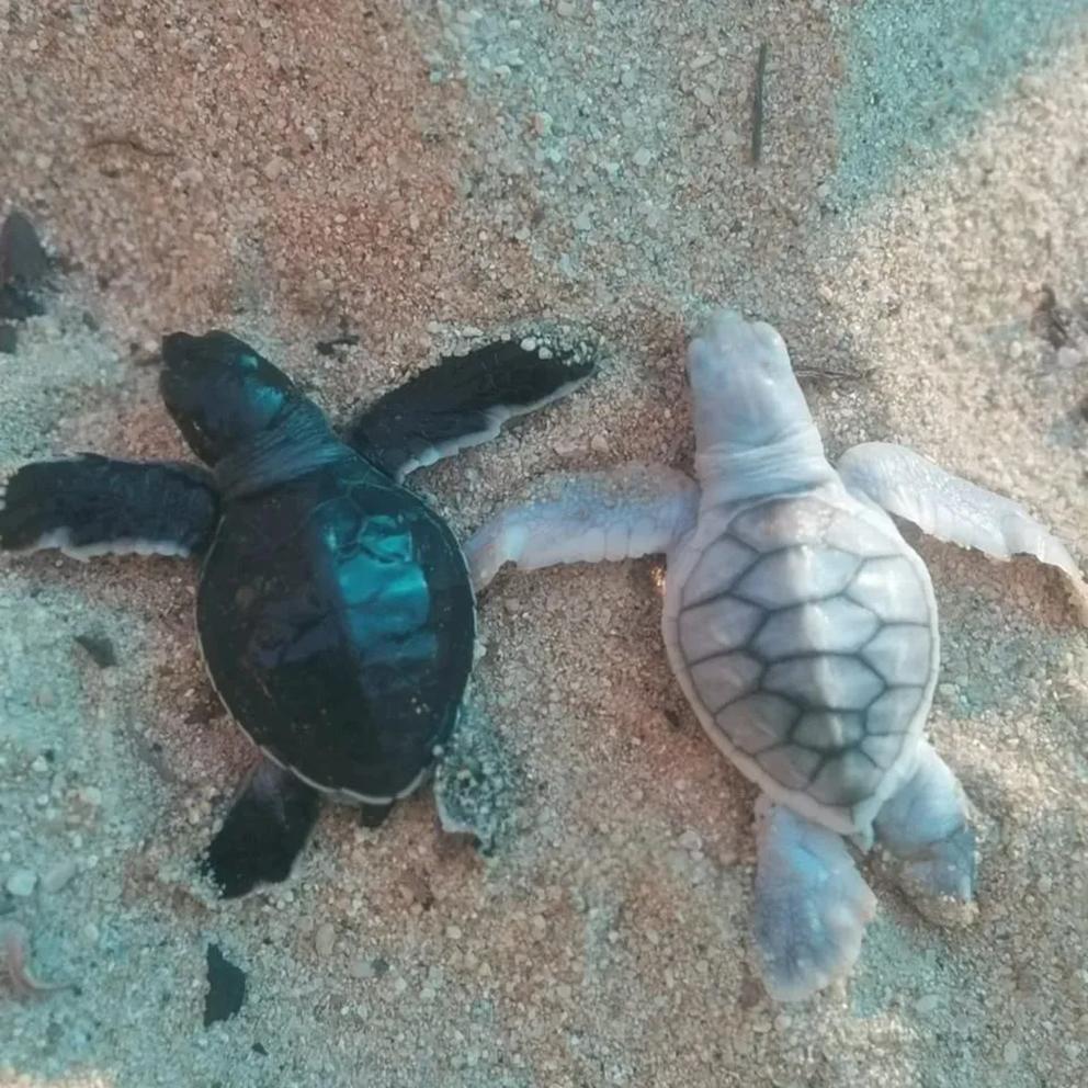 $!¿Qué es el leucismo y cómo afecta a las tortugas marinas?