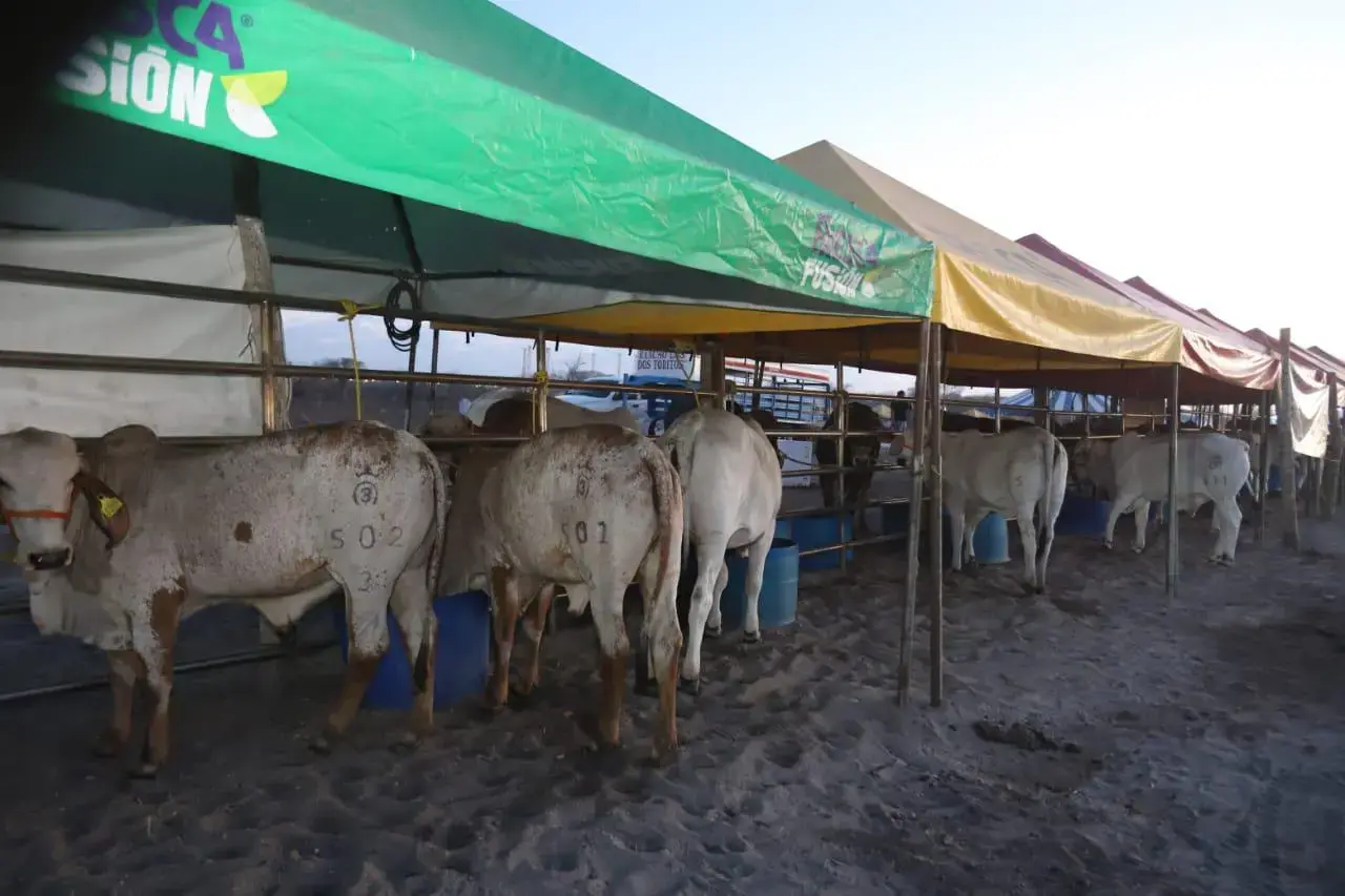 Cancelan la Expo Feria Ganadera Mazatlán 2026 por inseguridad