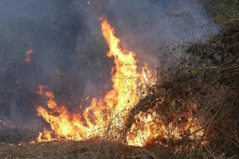 Sinaloa, entre los estados con incendios forestales activos; siniestros afectan miles de hectáreas en el País