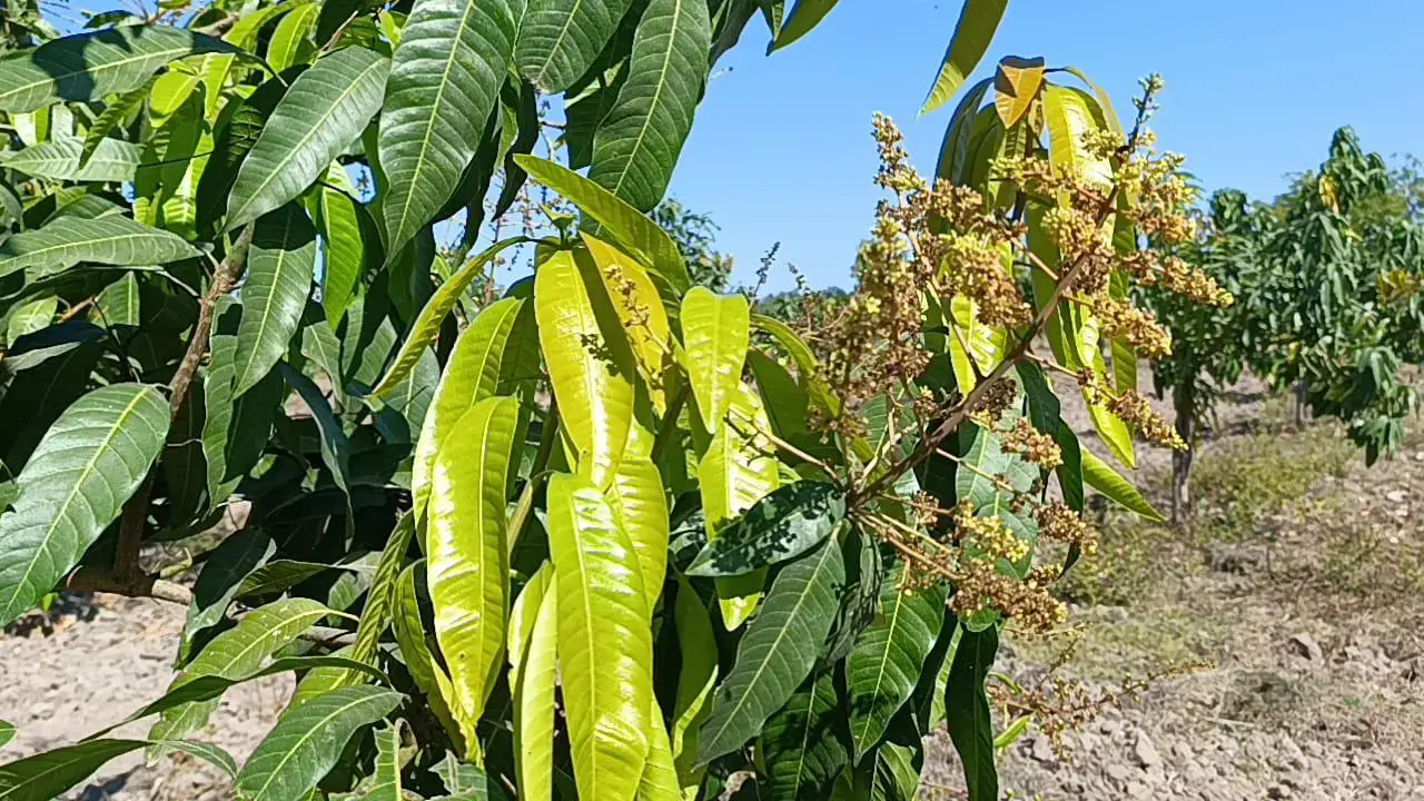 No se había tenía registro de una floración de mango tan baja en el sur de Sinaloa: López Quevedo