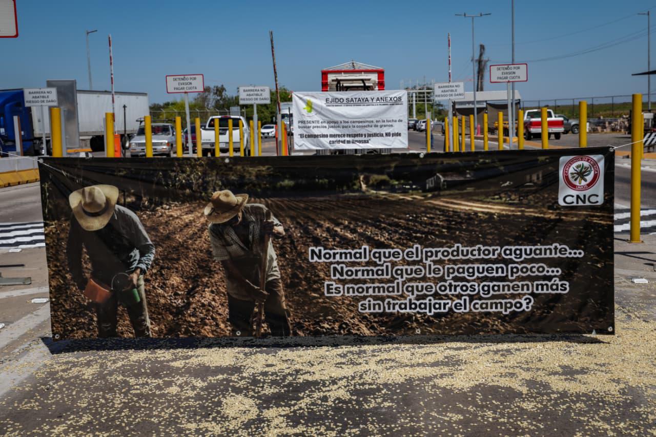 Productores en Sinaloa analizan dejar de sembrar el campo ante pérdidas por bajos precios del maíz