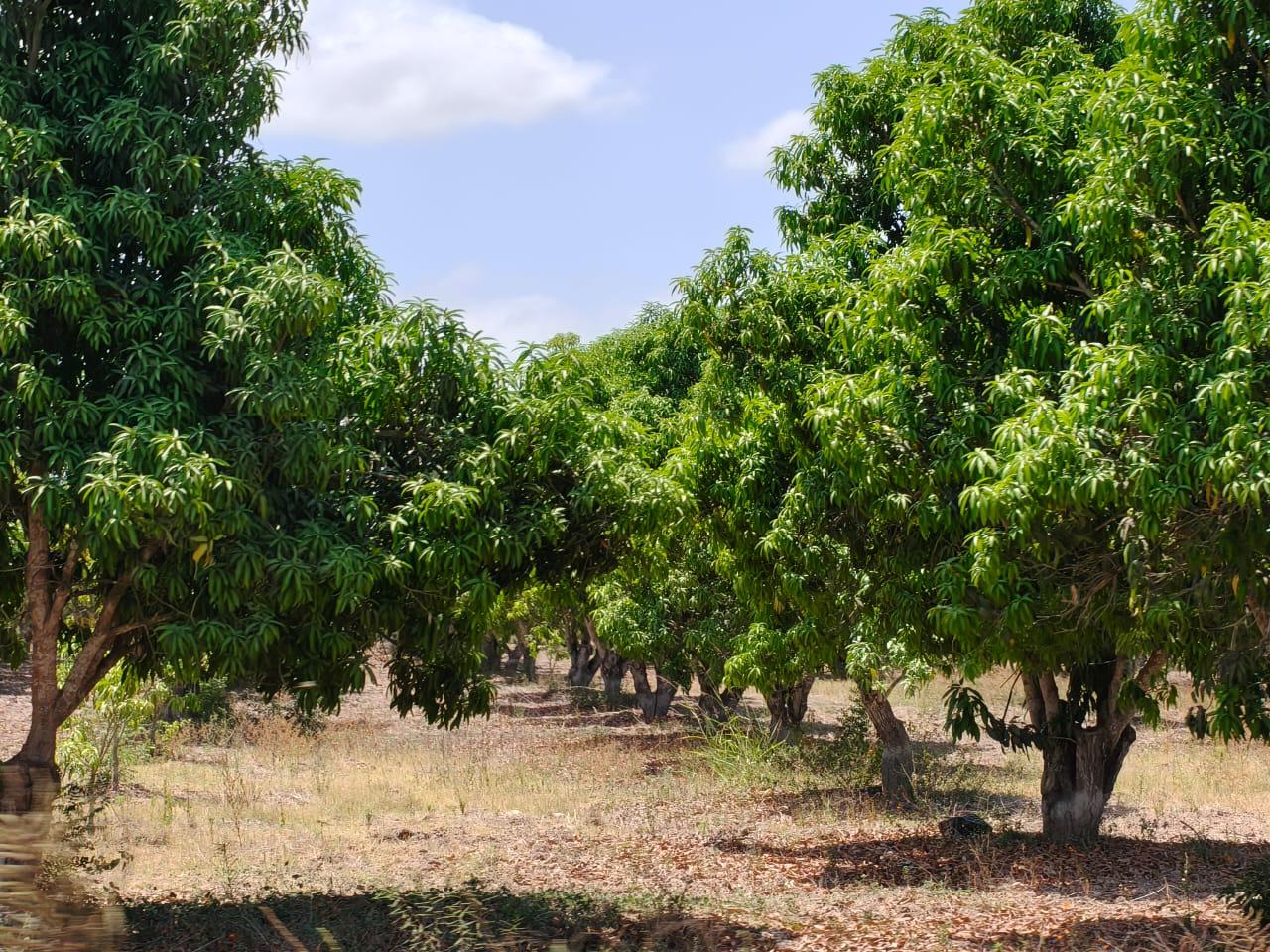 Caída de floración deja en crisis la producción de mango en Rosario
